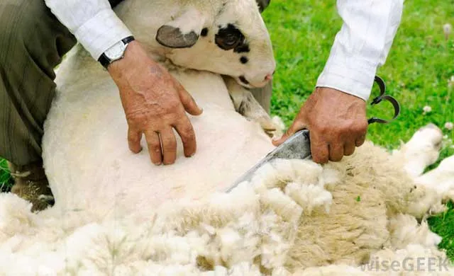 Как производится шерсть