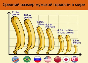 Средний размер полового члена (см)