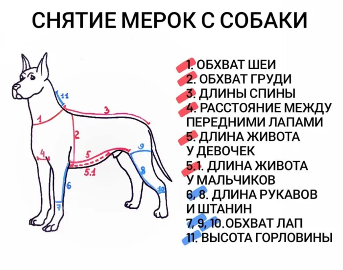 Как измерить размер одежды для собаки