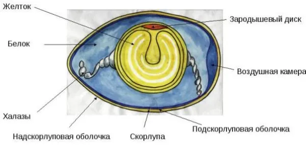 Яйцевидная форма