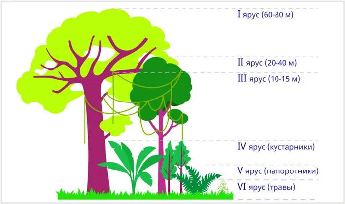 Ένα απλό σχήμα που απεικονίζει τη διαβάθμιση των δασών