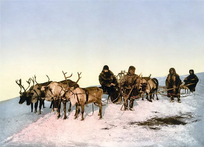 Ненецкий народ (https://en.wikipedia.org/wiki/Nenets_people#/media/File:Archangel_reindeer3.jpg)