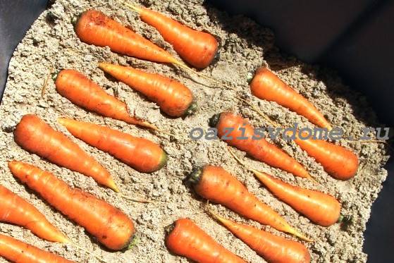 Хранение моркови в ящике в песке