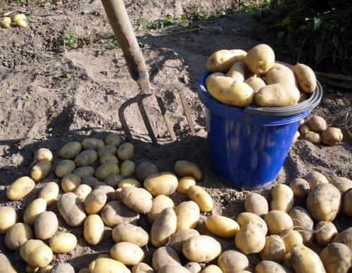 Как хранить картошку, чтобы не прорастала. Что сделать, чтобы картошка не прорастала и дольше хранилась