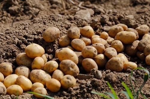Как хранить картошку, чтобы не прорастала. Что сделать, чтобы картошка не прорастала и дольше хранилась