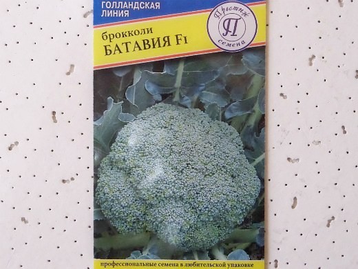 лучшие сорта капусты с фото и описанием - батавия f1