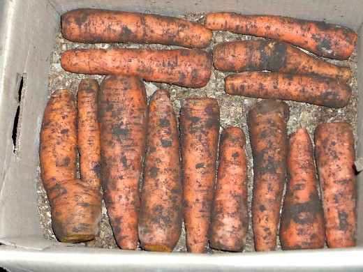 хранение моркови зимой в погребе, подвале - укладываем слоями в ящик