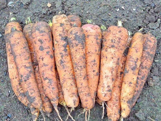хранение моркови зимой в погребе, подвале - урожай 2
