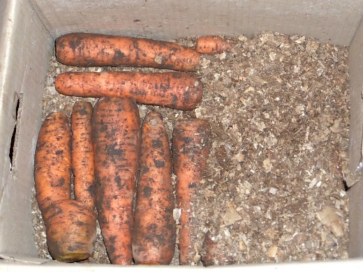 хранение моркови зимой в погребе, подвале - каждый слой просыпаем опилками