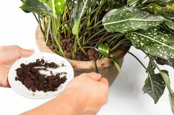 Жмых от кофе как удобрение на огороде. Применение для комнатных растений, цветов
