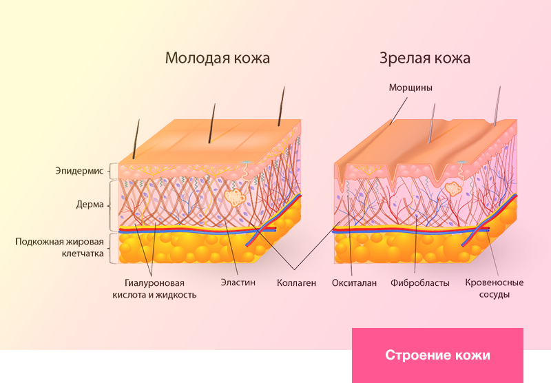 Строение кожи