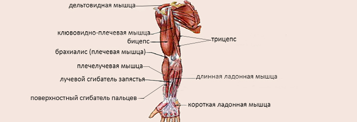 Группы мышц на руках в картинках