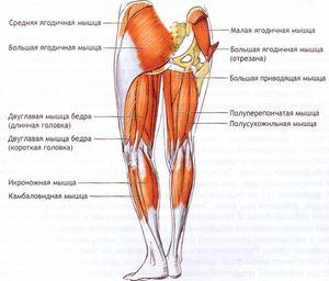 Мышцы ног анатомия