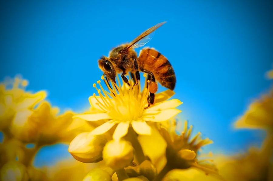 Пчела: описание, размножение, образ жизни, питание, враги, как делают мед, интересные факты