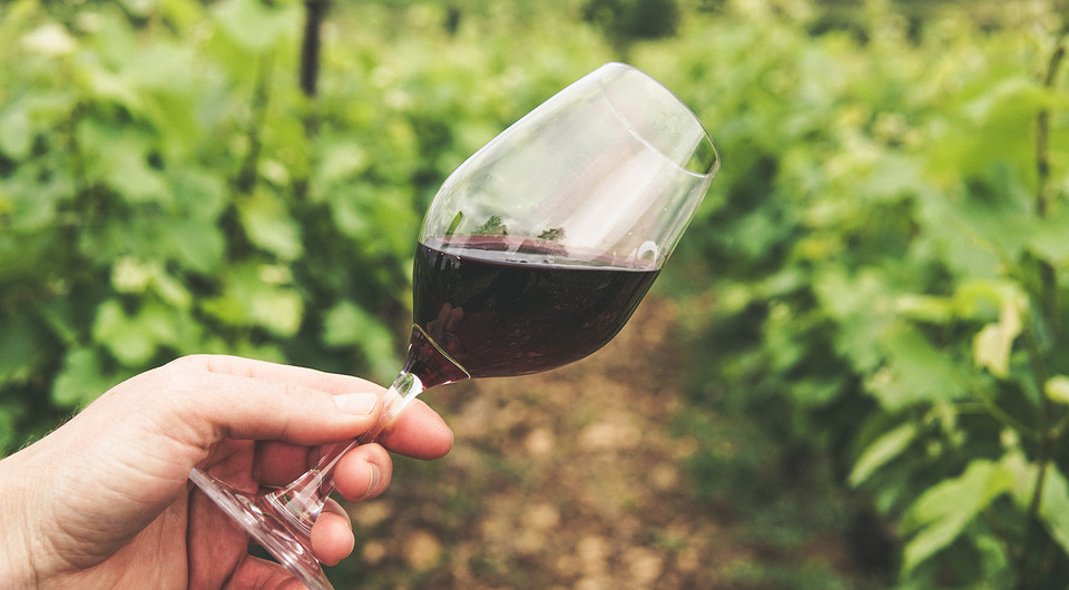 Как выбрать хорошее вино: гайд по поиску идеальной бутылки для любого повода