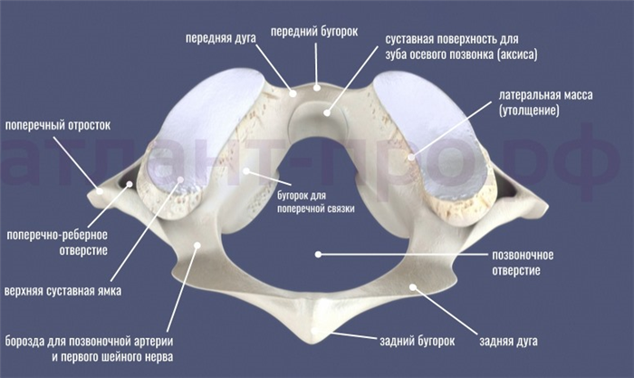 Латеральных масс. 1 Шейный позвонок Атлант. Атлант позвонок анатомия. Первый шейный позвонок Атлант вид сверху. Атлант шейный позвонок анатомия.