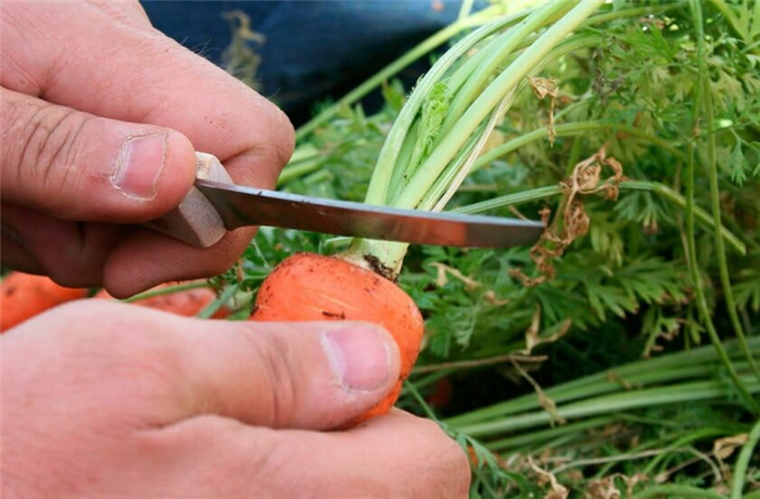 Обрезка моркови