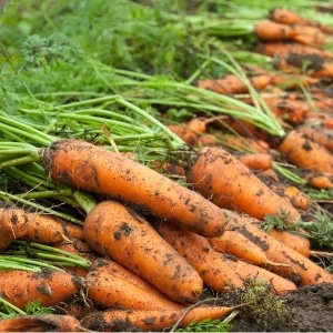 Сохраняем урожай правильно: как обрезать морковь для хранения на зиму и зачем это нужно