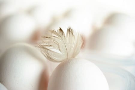 Срок годности куриных яиц в холодильнике