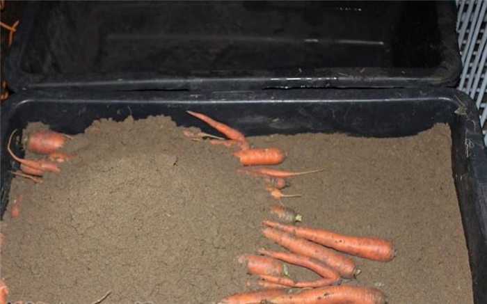 морковь в песке