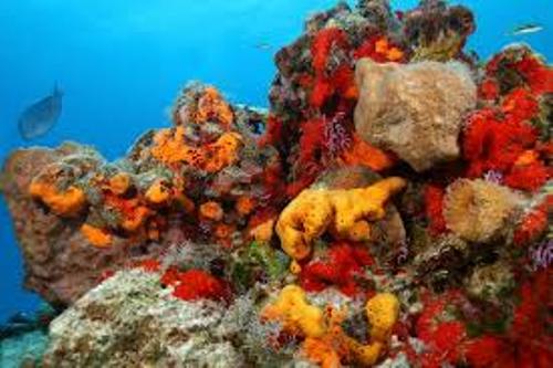 Sea-Sponge-Colors