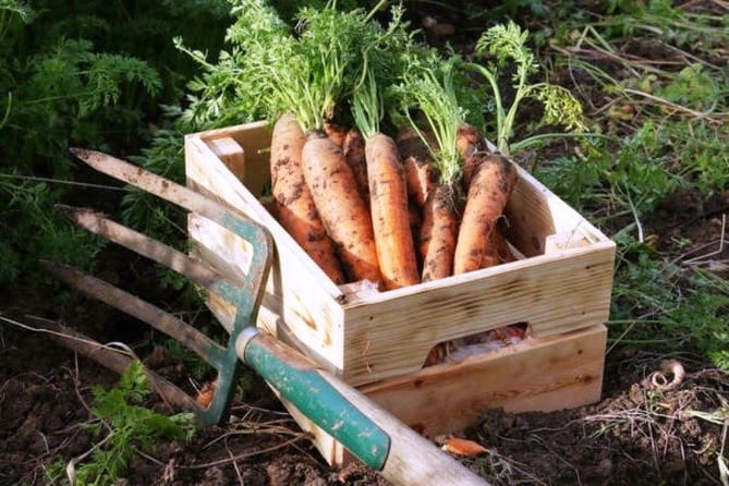 Фото выкопки моркови