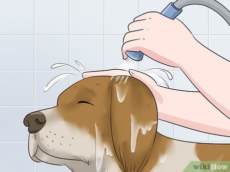 Изображение с названием Make Your Dog Smell Better Step 4