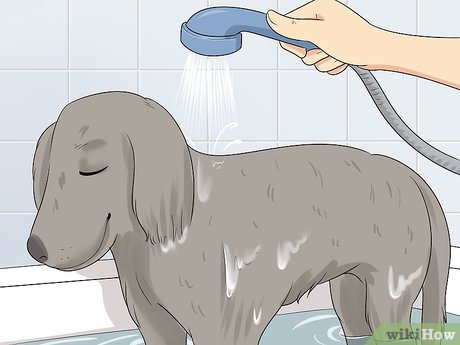 Изображение с названием Make Your Dog Smell Better Step 2