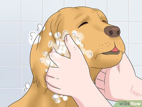 Изображение с названием Make Your Dog Smell Better Step 3