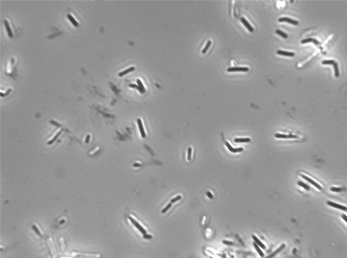 Молочнокислая бактерия Lactobacillus delbrueckii (болгарская палочка) под микроскопом